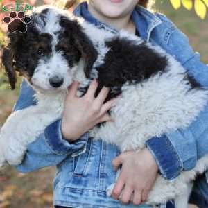 Autumn, Bernedoodle Puppy